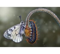 OZLHSP puzzle magritte puzzle 1500 pezzi Farfalle Bruchi Animali 87x57cm