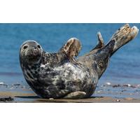 OZLHSP puzzle magritte puzzle 500 pezzi Foche Animali 52x38cm