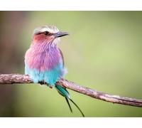 OZLHSP puzzle moderni puzzle 500 pezzi Animali a rotelle 52x38cm