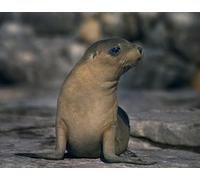 OZLHSP puzzle moderni puzzle 500 pezzi Foche Animali 52x38cm