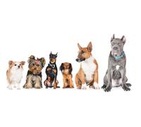 OZLHSP puzzle moderni puzzle 500 pezzi Pinscher Chihuahua Cane Corso Bull Terrier Yorkshire 52x38cm