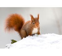 OZLHSP puzzle moderni puzzle 500 pezzi Scoiattolo Roditori Animale 52x38cm