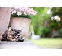 OZLHSP puzzle mondo 500 pezzi Animali felini 52x38cm