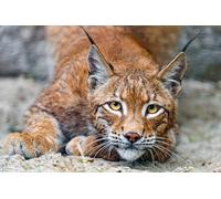 OZLHSP puzzle mondo 500 pezzi Lince, grandi felini 52x38cm