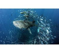 OZLHSP puzzle mondo 500 pezzi Pesce Squali Squalo Balena Animale 52x38cm