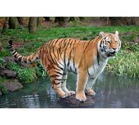 OZLHSP puzzle mondo 500 pezzi Tigri Grandi Animali 52x38cm