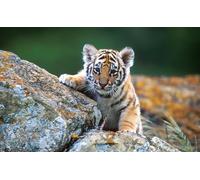 OZLHSP puzzle mondo 500 pezzi Tigri Grandi felini 52x38cm