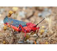 OZLHSP puzzle mondo puzzle 1000 pezzi Cavallette Insetti Animali 75x50cm