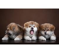 OZLHSP puzzle mondo puzzle 1000 pezzi Cuccioli di Akita Inu 75x50cm