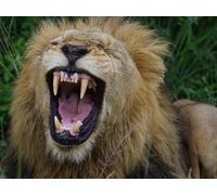 OZLHSP puzzle mondo puzzle 1000 pezzi Leoni Grandi felini 75x50cm