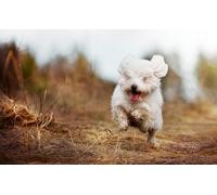 OZLHSP puzzle mondo puzzle 500 pezzi Animali Bolognesi 52x38cm