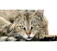 OZLHSP puzzle mondo puzzle 500 pezzi Animali felini 52x38cm