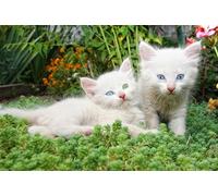 OZLHSP puzzle mondo puzzle 500 pezzi Animali gattini 52x38cm