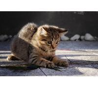 OZLHSP puzzle mondo puzzle 500 pezzi Gattini Animali 52x38cm