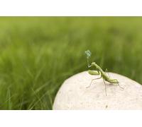 OZLHSP puzzle mondo puzzle 500 pezzi Mantide religiosa Insetti Animali 52x38cm