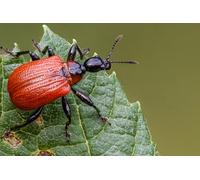 OZLHSP puzzle natale bambini puzzle 500 pezzi Coleotteri Insetti Apoderus Coryli Animali 52x38cm