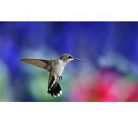 OZLHSP puzzle natale bambini puzzle 500 pezzi Colibrì Animali 52x38cm