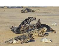 OZLHSP puzzle natale bambini puzzle 500 pezzi Foche Animali 52x38cm