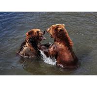 OZLHSP puzzle natale bambini puzzle 500 pezzi Orsi che combattono contro gli animali 52x38cm