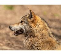 OZLHSP puzzle natale puzzle 1500 pezzi Lupi Animali 87x57cm