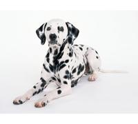 OZLHSP puzzle natale puzzle 500 pezzi Animale dalmata 52x38cm