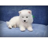 OZLHSP puzzle natale puzzle 500 pezzi Cuccioli di Samoiedo 52x38cm