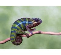 OZLHSP puzzle natalizio 1000 pezzi Animali Camaleonti 75x50cm