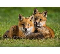 OZLHSP puzzle natalizio 1000 pezzi Cuccioli di volpe 75x50cm