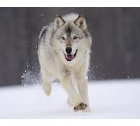 OZLHSP puzzle natalizio 500 pezzi Lupi Animali 52x38cm