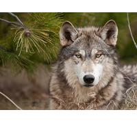 OZLHSP puzzle opere d'arte puzzle 1500 pezzi Lupi Animali 87x57cm