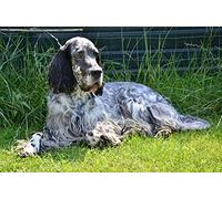 OZLHSP puzzle opere d'arte puzzle 500 pezzi Animali Setter Inglese 52x38cm