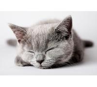 OZLHSP puzzle opere d'arte puzzle 500 pezzi Gattini Animali 52x38cm