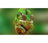 OZLHSP puzzle panorama 1000 pezzi Animali Camaleonti 75x50cm