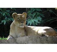 OZLHSP puzzle particolari puzzle 1000 pezzi Animali Leoni Grandi Felini Pietra 75x50cm