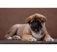 OZLHSP puzzle particolari puzzle 1000 pezzi Cuccioli di Shiba Inu Animali 75x50cm