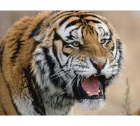 OZLHSP puzzle particolari puzzle 1500 pezzi Tigri Grandi felini Animali 87x57cm
