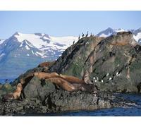 OZLHSP puzzle particolari puzzle 500 pezzi Foche Animali 52x38cm