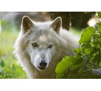 OZLHSP puzzle particolari puzzle 500 pezzi Lupi Animali 52x38cm