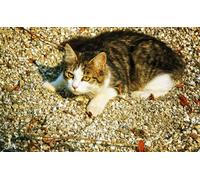 OZLHSP puzzle particolari puzzle 500 pezzi Pietra frantumata Animale 52x38cm