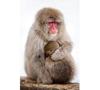 OZLHSP puzzle particolari puzzle 500 pezzi Scimmia 52x38cm