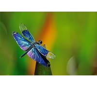 OZLHSP puzzle per bambini puzzle 1000 pezzi Libellule Insetti Animali 75x50cm