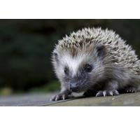 OZLHSP puzzle per bambini puzzle 1000 pezzi Ricci Animali 75x50cm