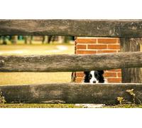 OZLHSP puzzle per bambini puzzle 500 pezzi Border Collie Animale 52x38cm