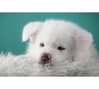 OZLHSP puzzle per bambini puzzle 500 pezzi Cuccioli di Akita Inu 52x38cm