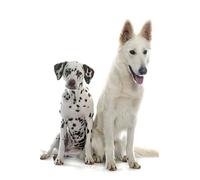 OZLHSP puzzle per bambini puzzle 500 pezzi Pastore Dalmata Pastore Svizzero Animali 52x38cm