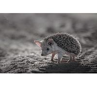 OZLHSP puzzle per bambini puzzle 500 pezzi Ricci Animali 52x38cm