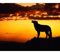 OZLHSP puzzle pezzi 1500 Lupi Animali 87x57cm