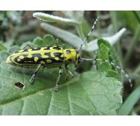 OZLHSP puzzle pezzi 500 Coleotteri Insetti Animali 52x38cm