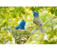 OZLHSP puzzle pezzi grandi 1000 pezzi Nidi di monarca dalla nuca nera 75x50cm