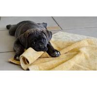 OZLHSP puzzle pezzi grandi 500 pezzi Cuccioli di Cane Corso 52x38cm
